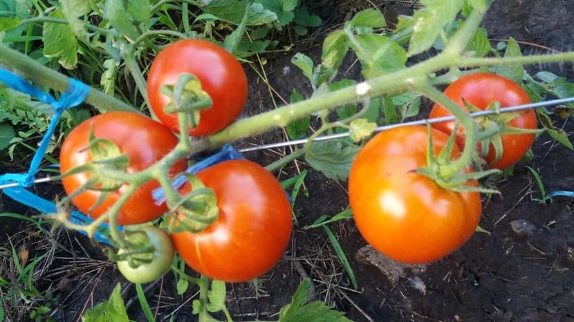 - A-A Gradina de legume 2018