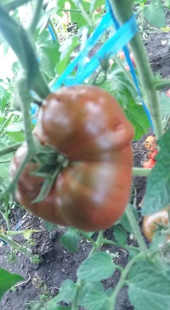  - A-A Gradina de legume 2018