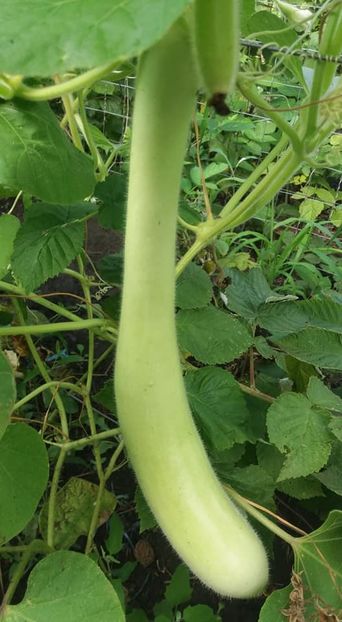 dovlecel - A-A Gradina de legume 2018