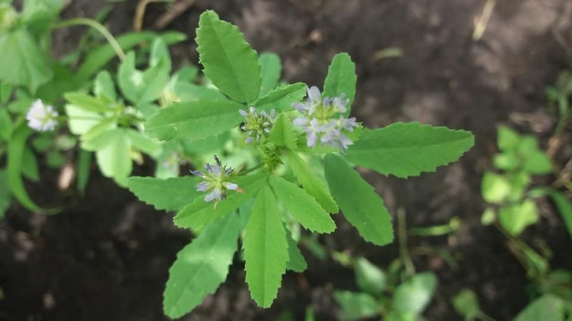schinduf - A-A Gradina de legume 2018
