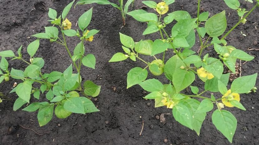 tomatillo - A-A Gradina de legume 2018
