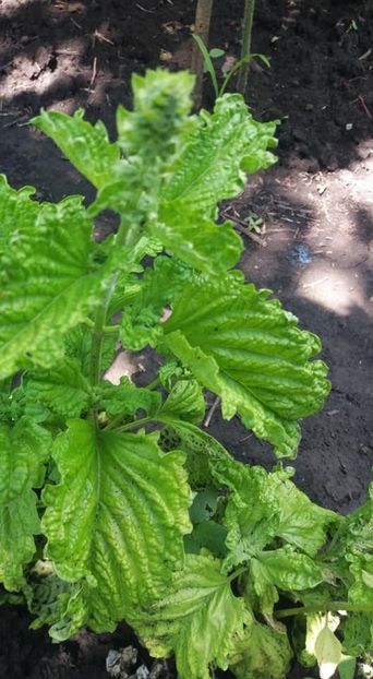 busuioc salata - A-A Gradina de legume 2018