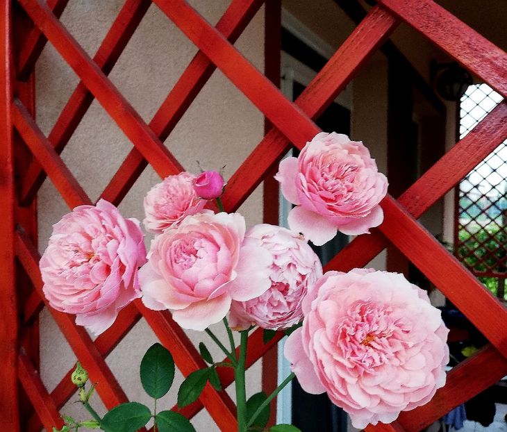  - Alnwick castle rose