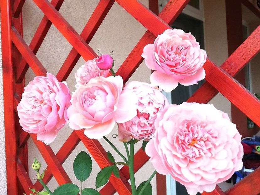  - Alnwick castle rose