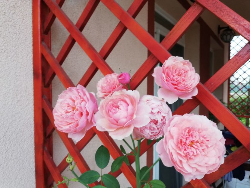  - Alnwick castle rose