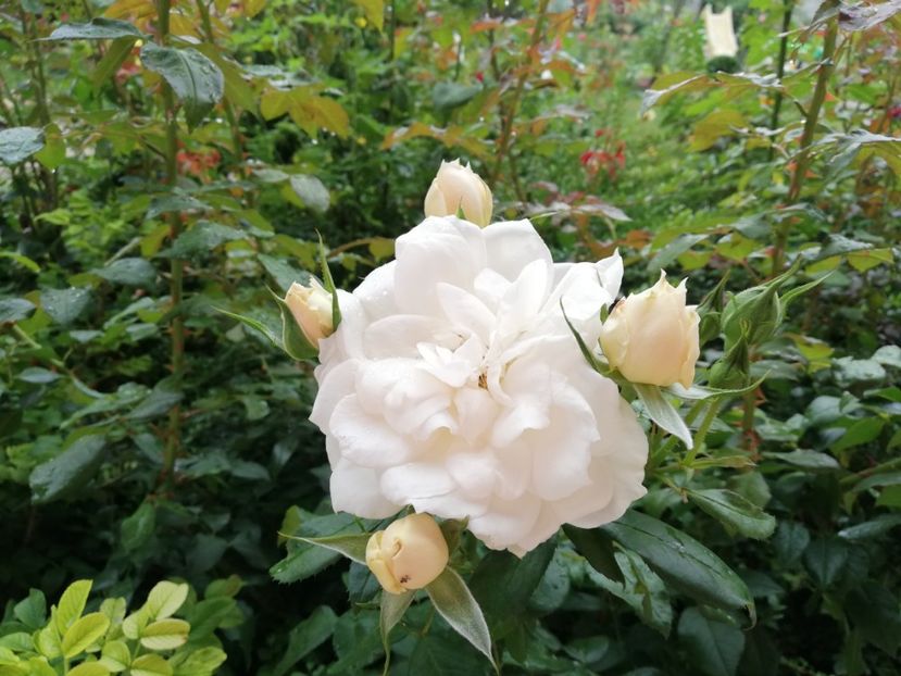  - Uetersener klosterrose- urcator