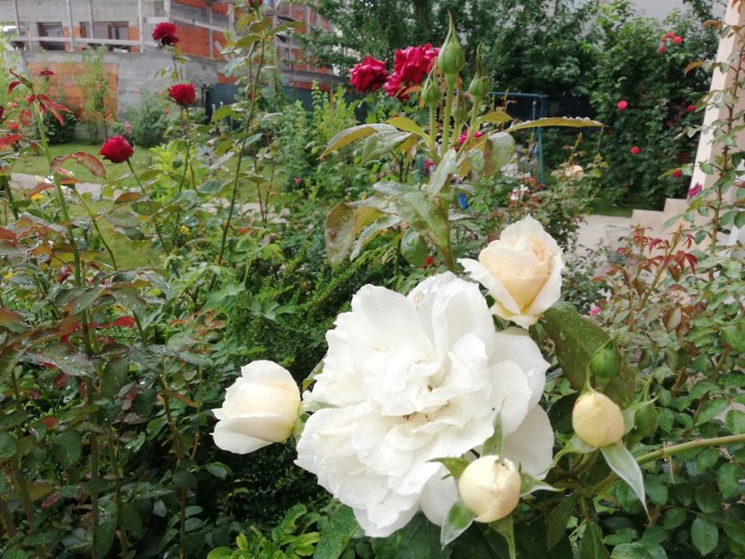  - Uetersener klosterrose- urcator