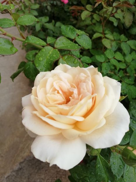  - Uetersener klosterrose- urcator