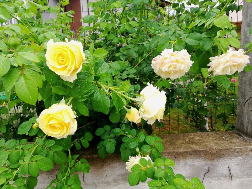  - Cyrano de Bergerac