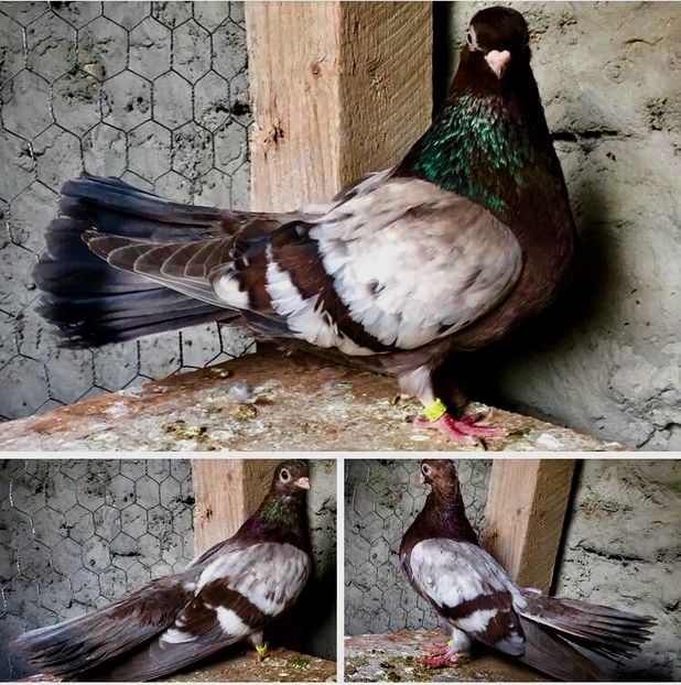 281E838B-D83A-41A0-8B41-82486FF9B963 - Zburator Dungat Romanesc Plumburiu