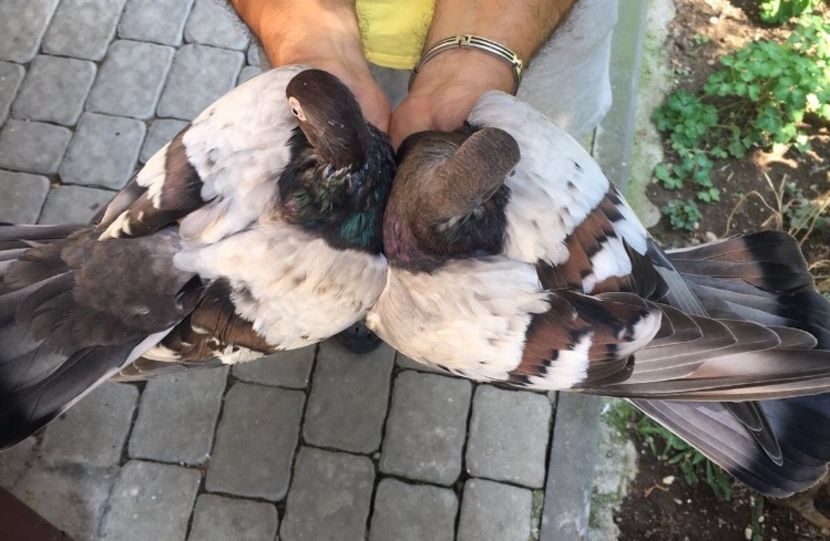 78ED161C-792A-4DE6-9538-F92172AFDA9D - Zburator Dungat Romanesc Plumburiu