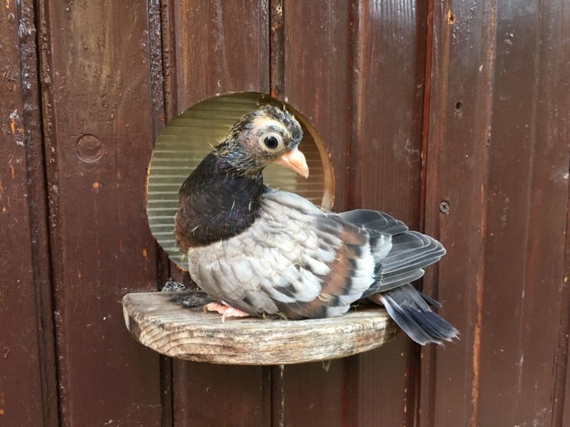 1FB13631-D275-4EBF-8A32-49574C5F1279 - Zburator Dungat Romanesc Plumburiu