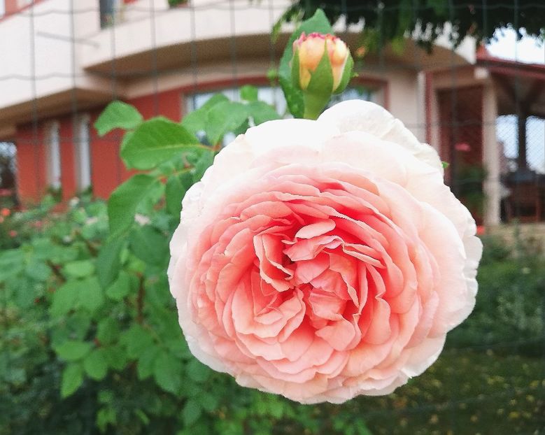  - Abraham Darby