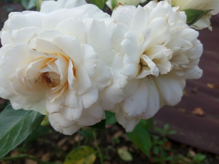  - Nadine Xella Ricci