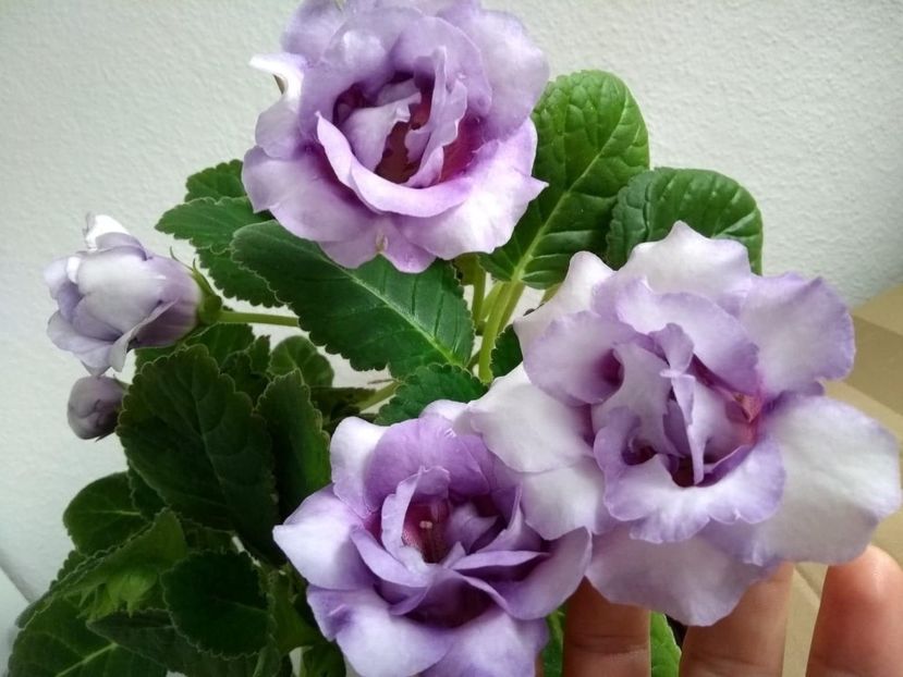  - gloxinia