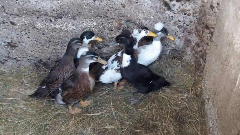  - Rațe pekin și rațe cu MOȚ 2018