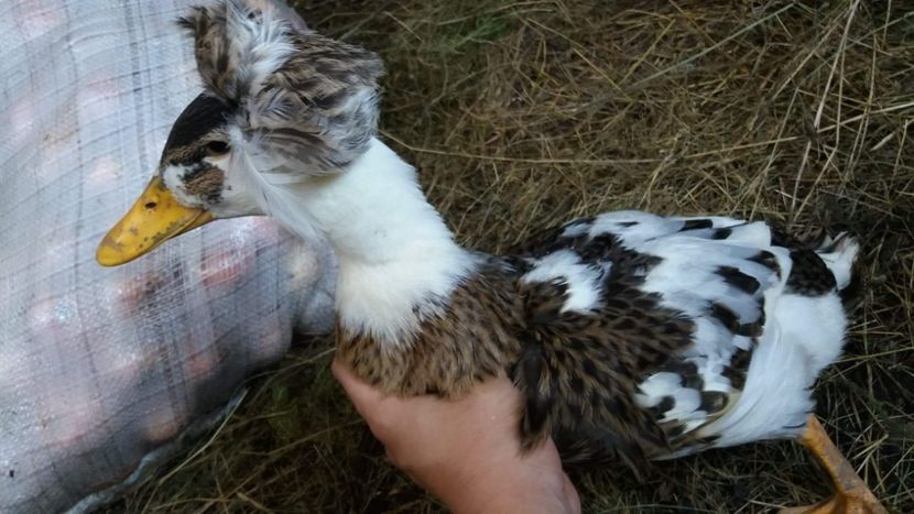  - Rațe pekin și rațe cu MOȚ 2018