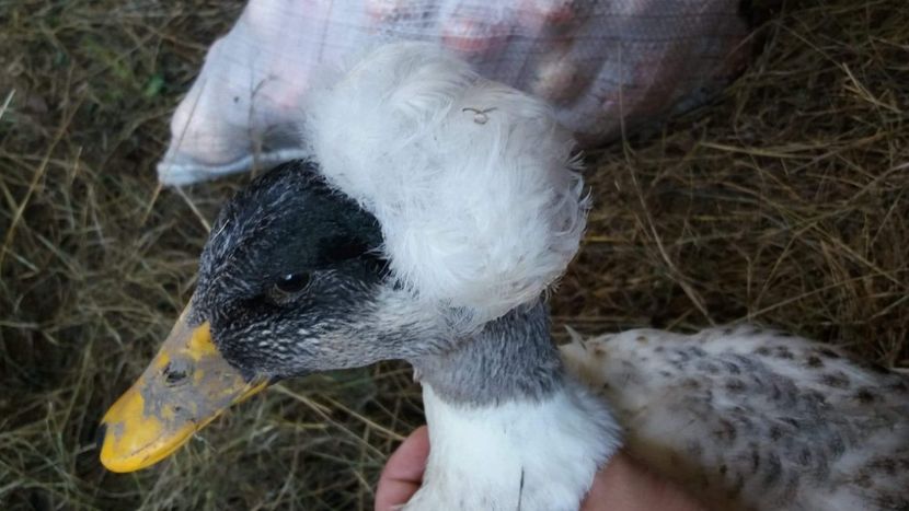  - Rațe pekin și rațe cu MOȚ 2018