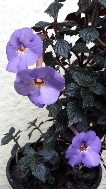  - 001 2021 - Crowning Day