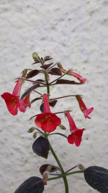  - P21 - Dutch Treat xA