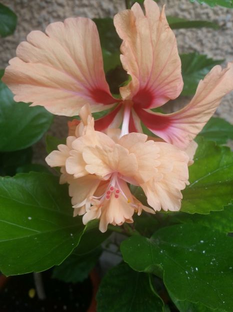 Rez-Capitolio portocaliu -15 - Capitolio orange