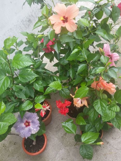  - Hibiscus 2018