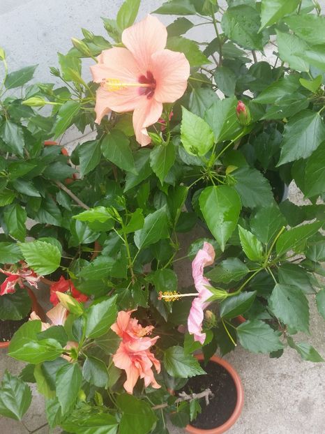  - Hibiscus 2018