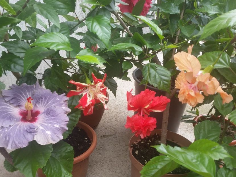  - Hibiscus 2018