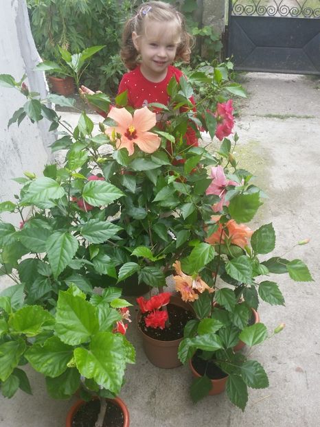  - Hibiscus 2018