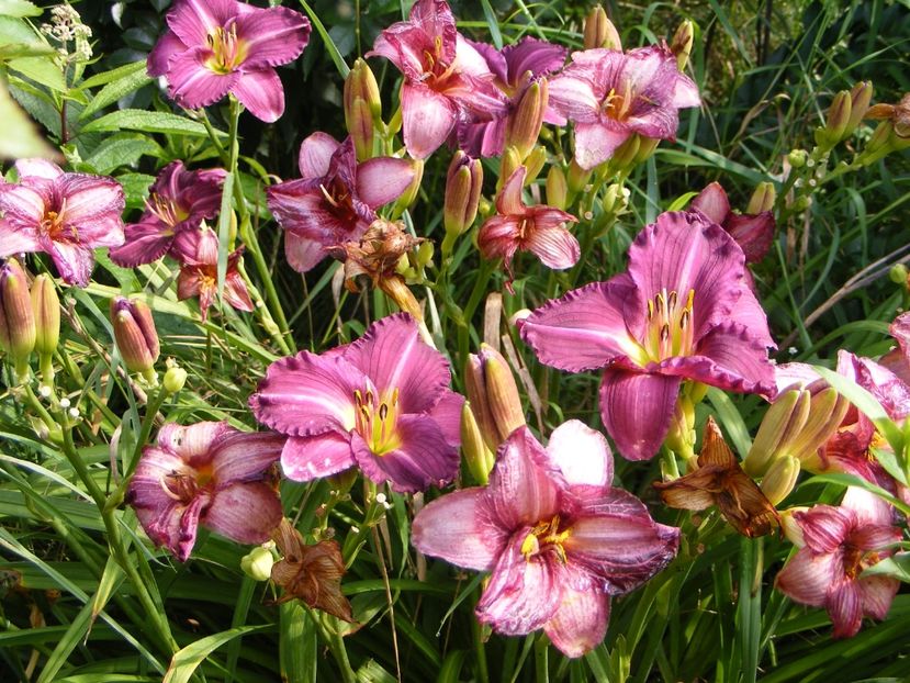 Woodside Amethyst - Hemerocallisi