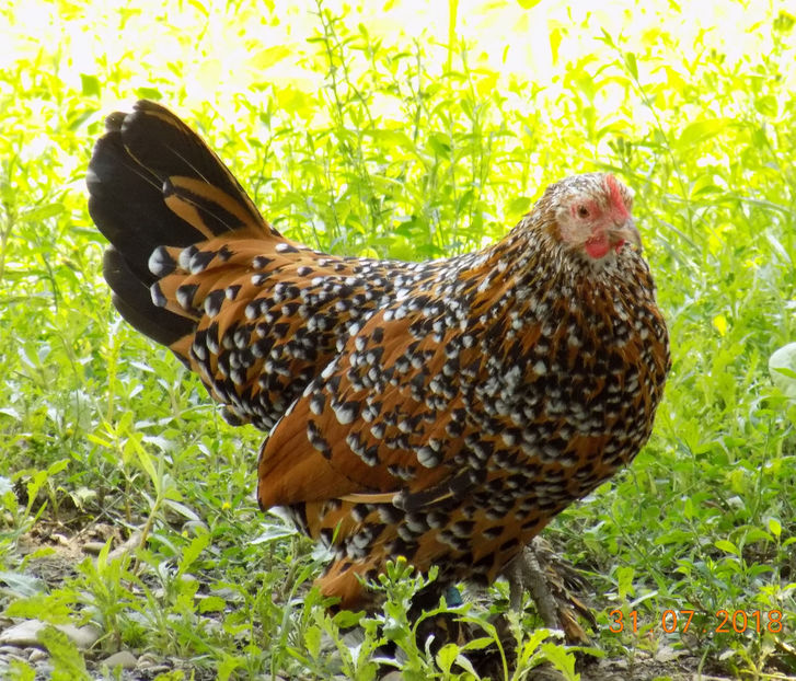  - 04B-MII DE FLORI PORTELAN 2018