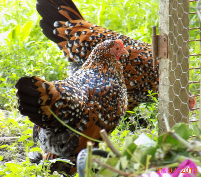  - 04B-MII DE FLORI PORTELAN 2018