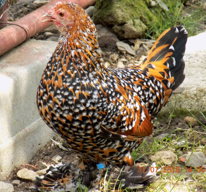  - 04B-MII DE FLORI PORTELAN 2018