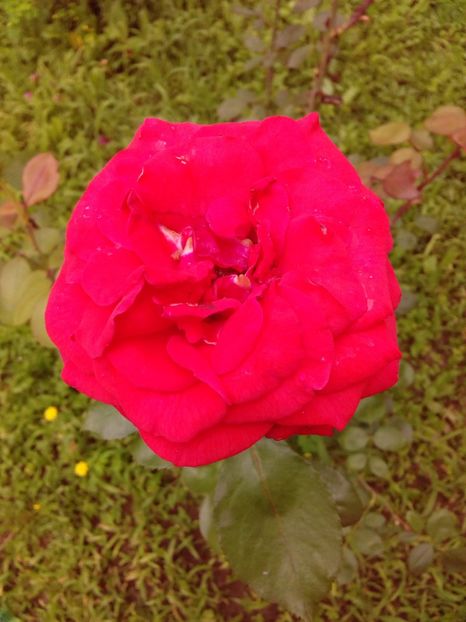  - TRANDAFIRI 2018-2019