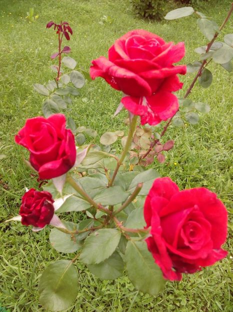  - TRANDAFIRI 2018-2019