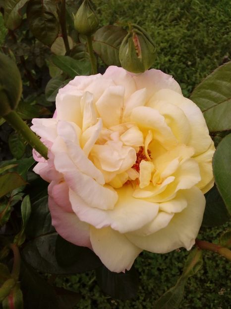  - TRANDAFIRI 2018-2019