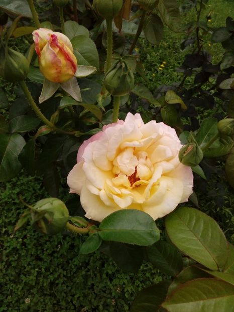  - TRANDAFIRI 2018-2019