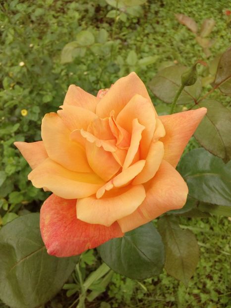  - TRANDAFIRI 2018-2019