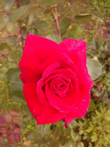  - TRANDAFIRI 2018-2019