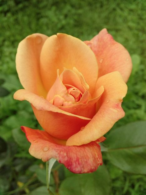  - TRANDAFIRI 2018-2019