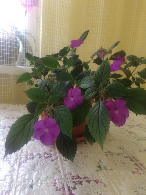 image - Florile mele