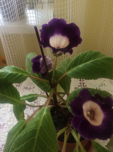 image - Florile mele