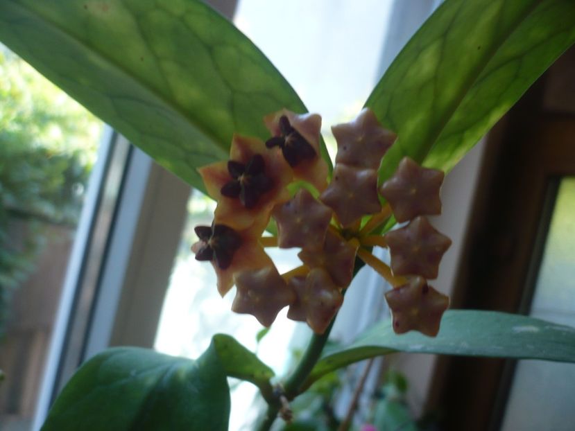 31.07.2018 - HOYA 2018-1