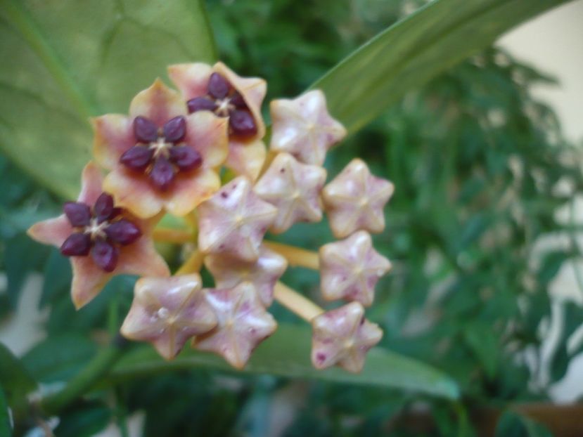 P1390104 - HOYA 2018-1