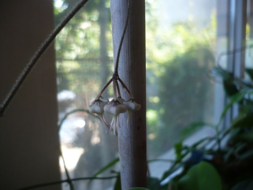 P1390109 - HOYA 2018-1