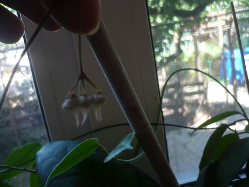 P1390110 - HOYA 2018-1