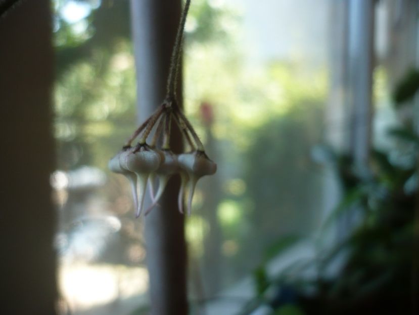 P1390112 - HOYA 2018-1