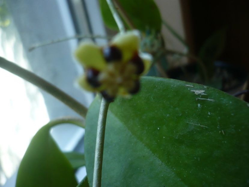 P1390115 - HOYA 2018-1