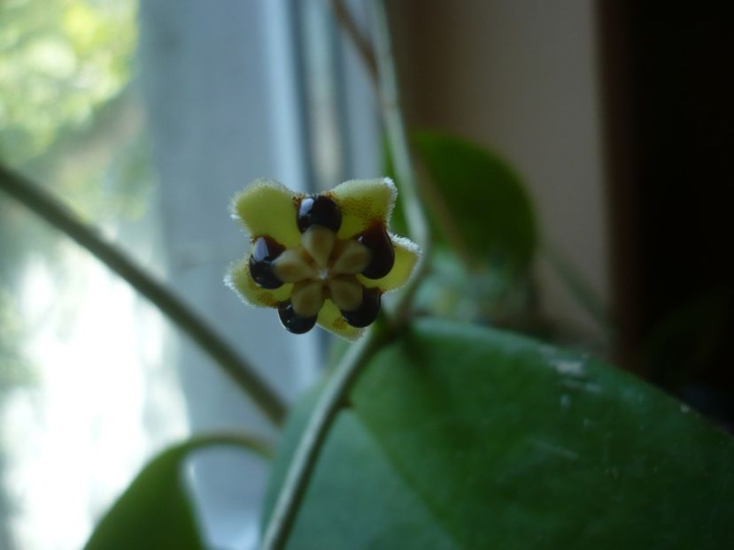 P1390116 - HOYA 2018-1