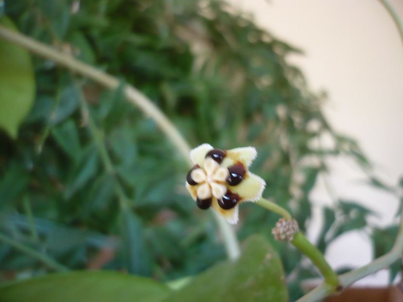 P1390118 - HOYA 2018-1